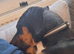 Dobbie my beautiful Dobermann
