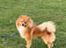 Beautiful Pomeranian STUD
