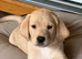 FEMALE PUP