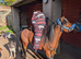 Wee Teddy 11.1hh turning 4 yrs Welsh A Gelding