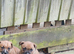 Beautiful quality red staffordshire bullterrier