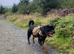 Proven ADRK KC Rottweiler for stud