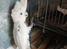 Cockatoo