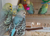 Baby cock budgies