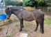 Permanent lisn 12hh mare 6yo