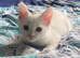 Last kitten of litter