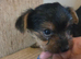 Yorkshire terrier x jackrussel