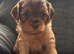 LAST 3! Toy F2 Cockapoo Puppies - Poole