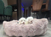 ADORABLE MALTIPOO PUPPIES