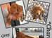 Gorgeous Miniature Dachshunds