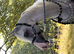 COMMANDER SULTAN FOR SALE Silk White Arabian Stallion