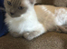 Ragdoll female gccf and tica registered un neutered 6 years