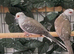 Pied Diamond doves