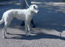 Suzuki deerhound greyhound