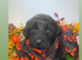 Toy cavapoo puppies