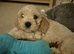 Cavachon puppies