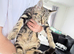 4months old kittens Available