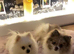 Beautiful Pomeranian puppies
