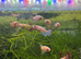 Male and female bettas