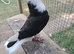pigeons