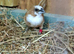 Bengalese finches