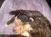 4 Gorgeous Ginger Kittens