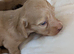 KC pra clear long haired miniature dachshund