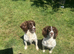 KC Reg Springer Spaniels