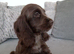 ️KC Health Tested Chocolate Show Type Cocker Puppies️