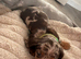 Miniature dachshund puppies