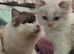 Ragdoll for stud(Not for sell or rehome)