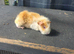 Female guinea pigs