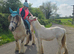Well handled filly foal TGCA