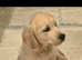 GOLDEN RETRIEVER PUPPIES - BANGOR NORTHERN IRELAND