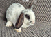 Mini Lop Bunnies