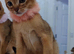 Abyssinian ABY Ruddy color