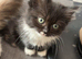 Ragdoll cross kittens ready now