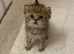 TICA reg Black Golden kittens