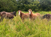 American Paint Colts
