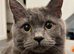 Lovely British shorthair male