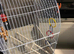 2 cages