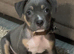 Blue Staffordshire bull terrier girl
