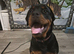 Rottweiler Female | 5 months