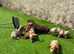 KC REG Long Haired Dachshunds