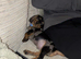 Rolo the miniature dauchund