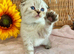 CUTEST SCOTTISH/BSH KITTENS (READY 17TH JULY)