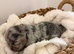 Exotic Pomeranians