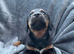 Miniature dachshund x Jack Russell