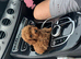 Asian f1 maltipoo