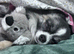 For stud: Wolfsable long haired chihuahua